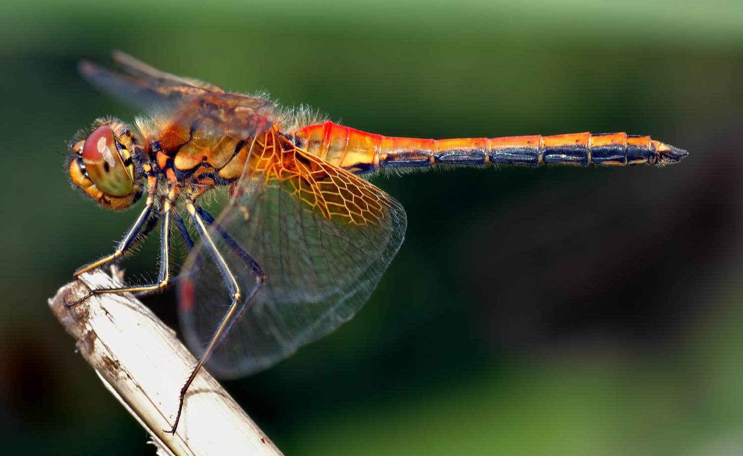 Yellow-winged Darter by André Karwath